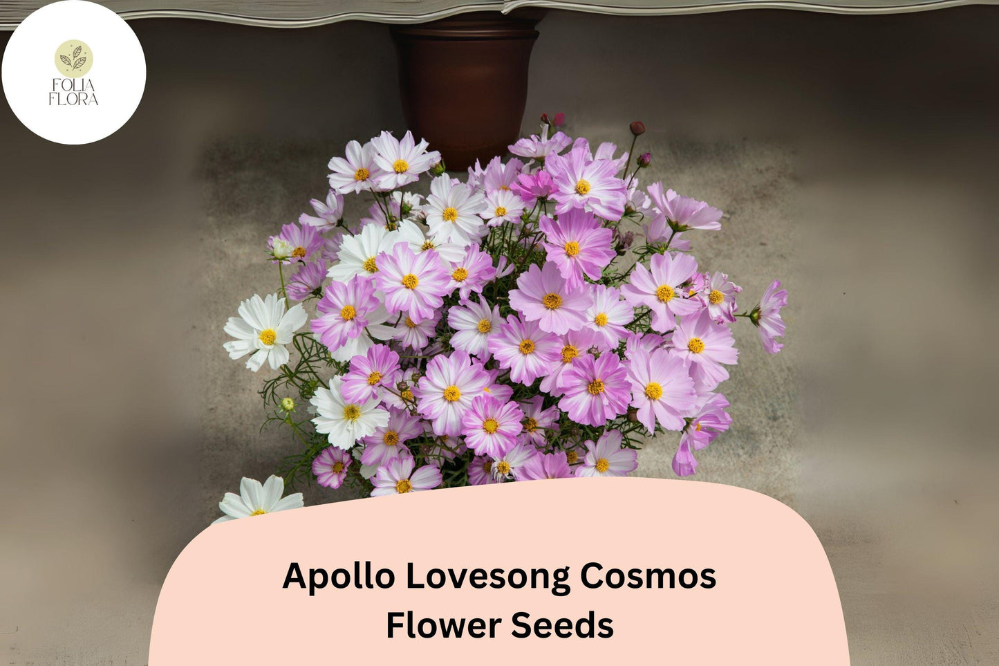 200+ Apollo Lovesong Cosmos Seeds | Cosmos Bipinnatus Pink & White Flower Garden Planting