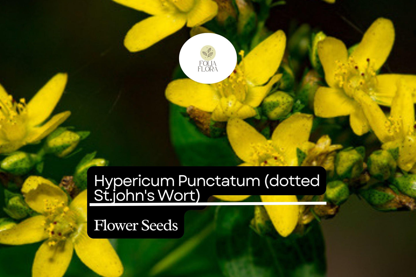 50mg Hypericum Punctatum Seeds, Dotted St. John's Wort, Native Wildflower for Pollinators
