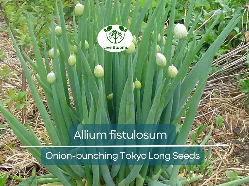 250 Seeds Onion Bunching Tokyo Long for Planting (Allium fistulosum) - Sweet, Mild Green Onions for Home Gardens, Ideal for Spring & Fall