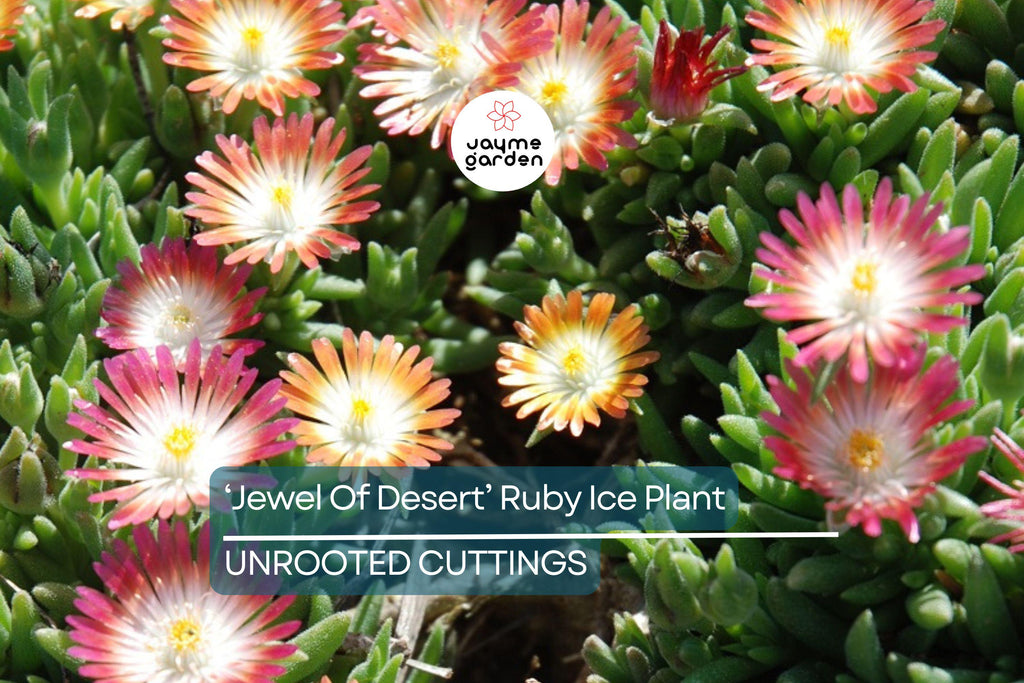 Jewel of Desert Ruby Ice Plant (12 Cuttings) | Delosperma Cooperi | Stunning Succulent Groundcover