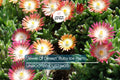 Jewel of Desert Ruby Ice Plant (12 Cuttings) | Delosperma Cooperi | Stunning Succulent Groundcover