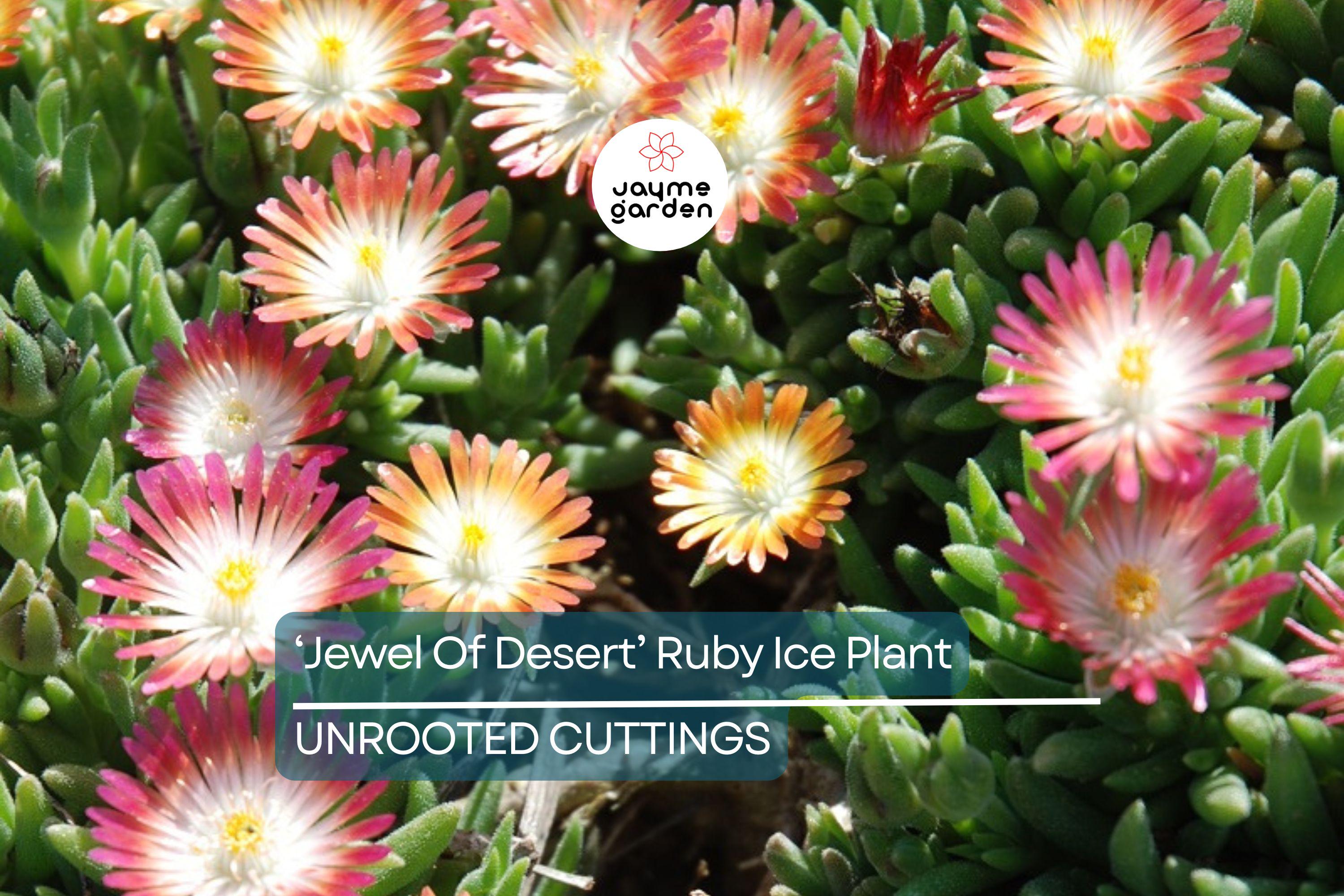 Jewel of Desert Ruby Ice Plant (12 Cuttings) | Delosperma Cooperi | Stunning Succulent Groundcover