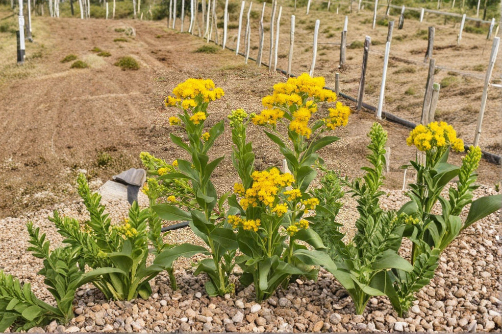 Stiff Goldenrod – Solidago rigida, Native Prairie Perennial | Late-Season Bloomer (100 Seeds)