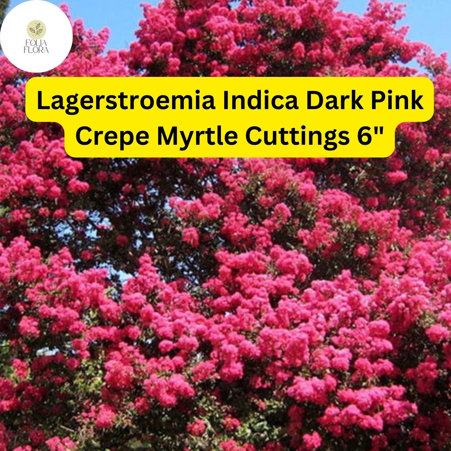 Lagerstroemia Indica | Dark Pink Crepe Myrtle | 7 Live 6” Tree Cuttings | Fast-Growing, Drought-Tolerant, Long-Blooming Ornamental