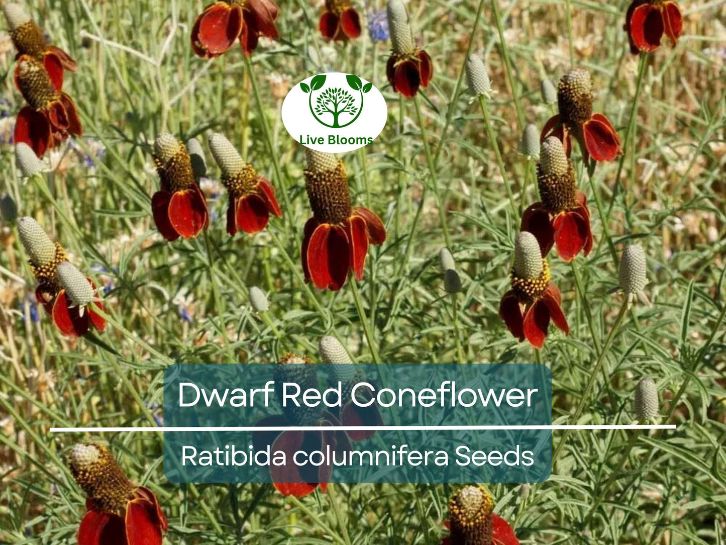 500 Seeds Dwarf Red Coneflower Perennial, Non-GMO, Pollinator-Friendly, Meadow Wildflower, Ratibida columnifera
