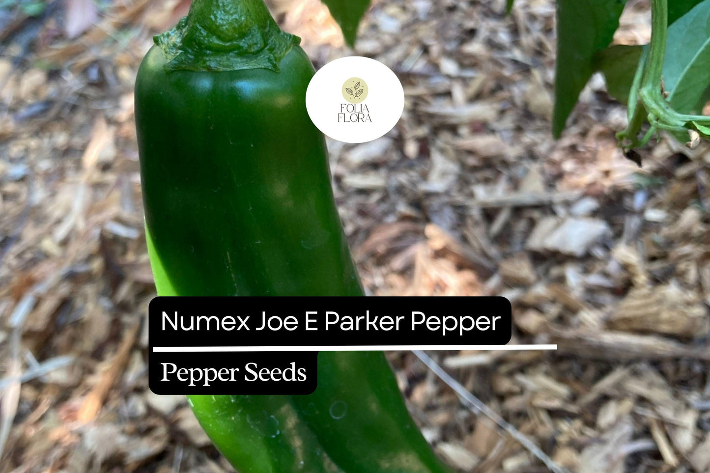 25 NuMex Joe E. Parker Pepper Seeds – Capsicum annuum – Mild Hatch-Style Chile, Non-GMO, Heirloom Pepper, 5,000–6,000 Scoville