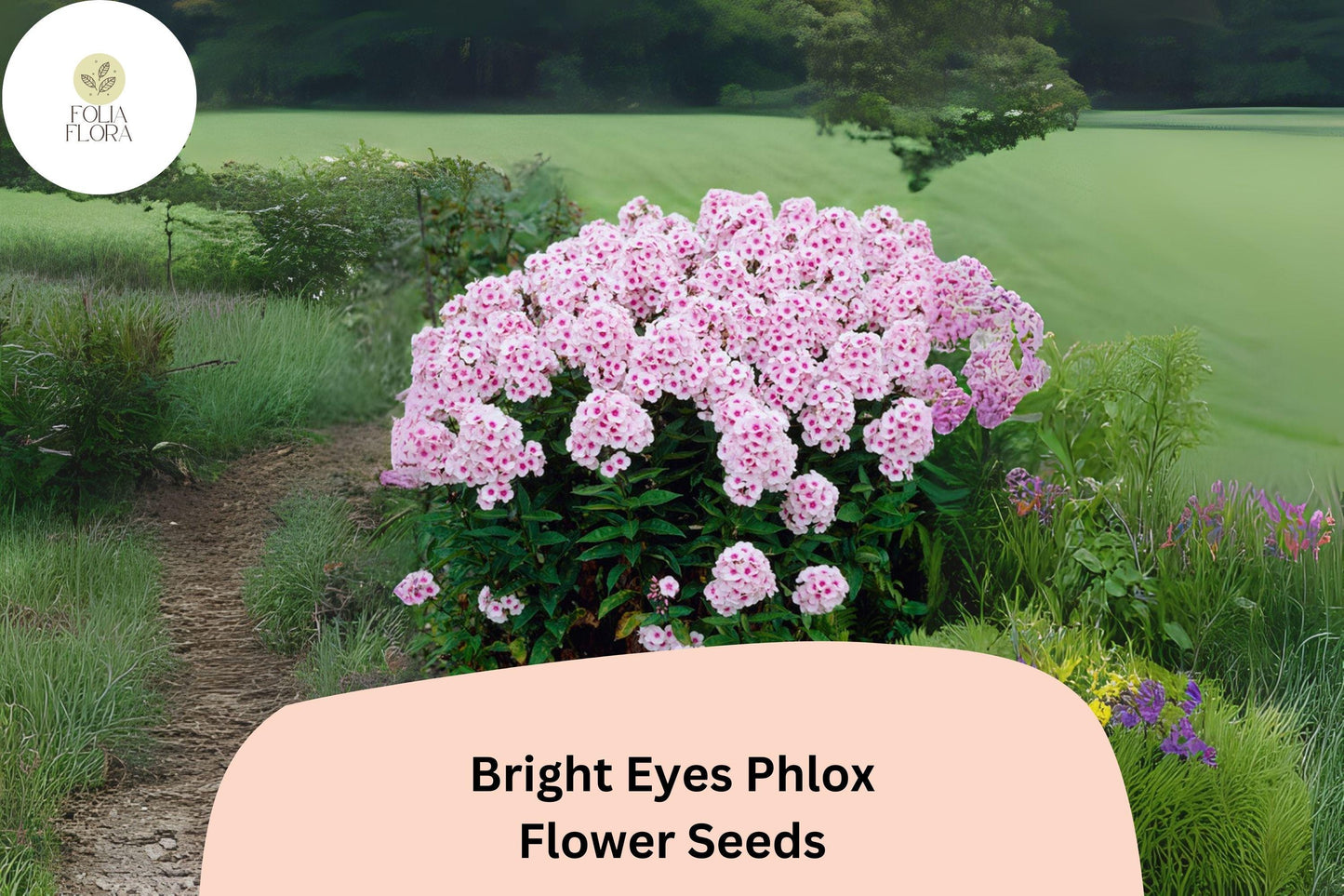 100+ Bright Eyes Phlox Seeds for Planting | Phlox drummondii Annual Flower Seeds | Pink Blooms with Dark Eye for Garden & Beds