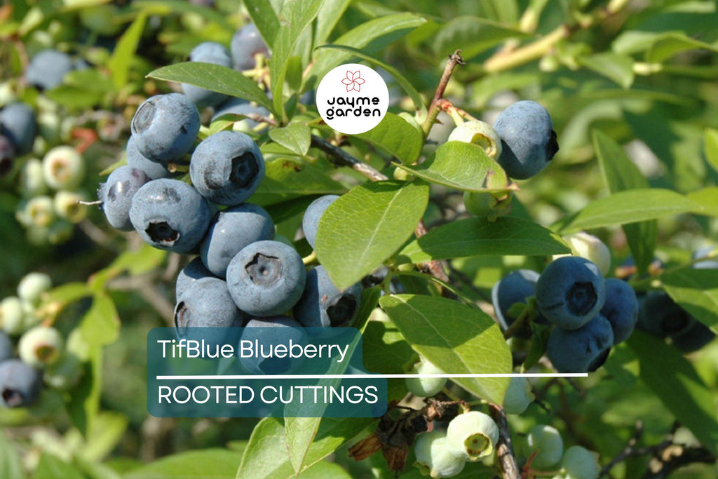 TifBlue Blueberry 7 Live Plant Cuttings Grow Kit - Root Fruit Bush, RabbitEye, DIY, Cold-Hardy