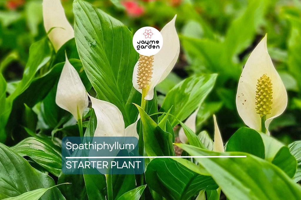 Peace Lily (Spathiphyllum) Live Plant | 10-12 Inches Tall | White Flowers | Indoor/Outdoor | Air Purifying | Low Light Houseplant