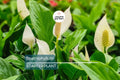 Peace Lily (Spathiphyllum) Live Plant | 10-12 Inches Tall | White Flowers | Indoor/Outdoor | Air Purifying | Low Light Houseplant