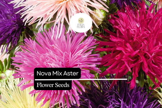 50 Seeds Nova Mix Aster (Callistephus chinensis) – Vibrant Annual Blooms in a Rainbow of Colors