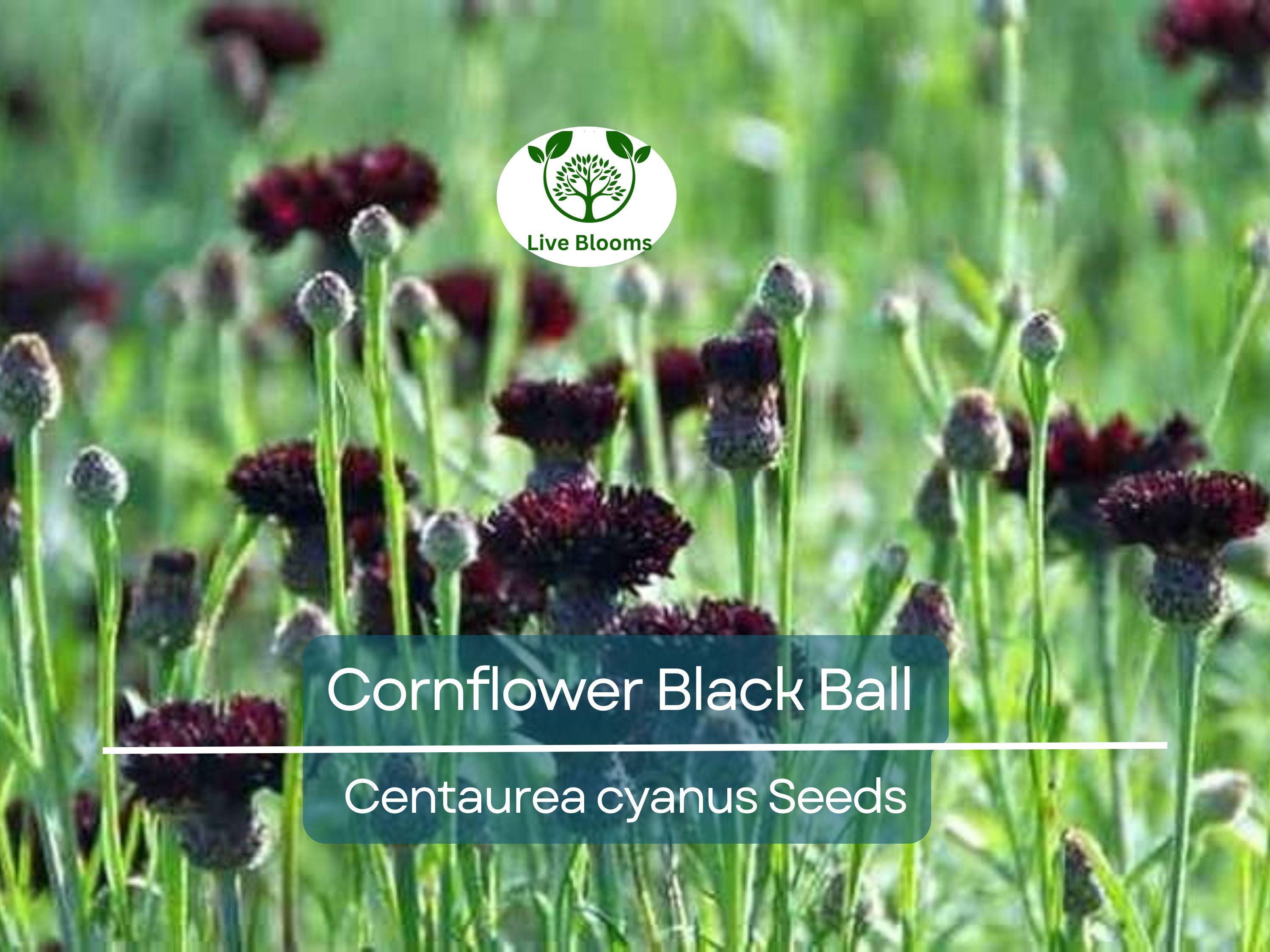 400 Cornflower Black Ball Seeds, Centaurea cyanus, Purple Bachelor Button, Non-GMO, USA Grown, Vibrant Cut Flowers for Garden & Bouquets