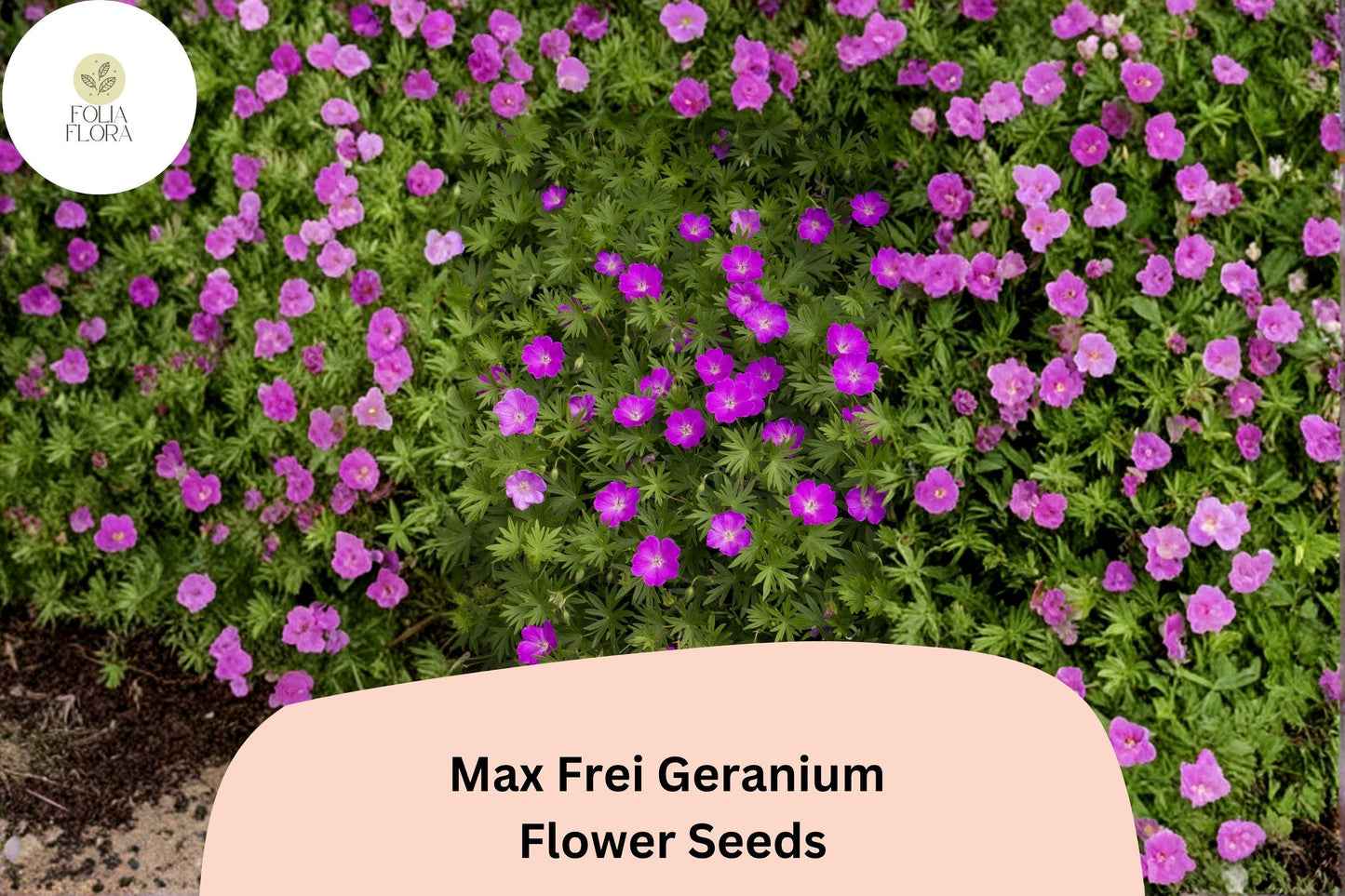 25+ Max Frei (Bloody Cranesbill) Geranium Seeds for Garden Planting – Purple Flowers, Hardy Perennial