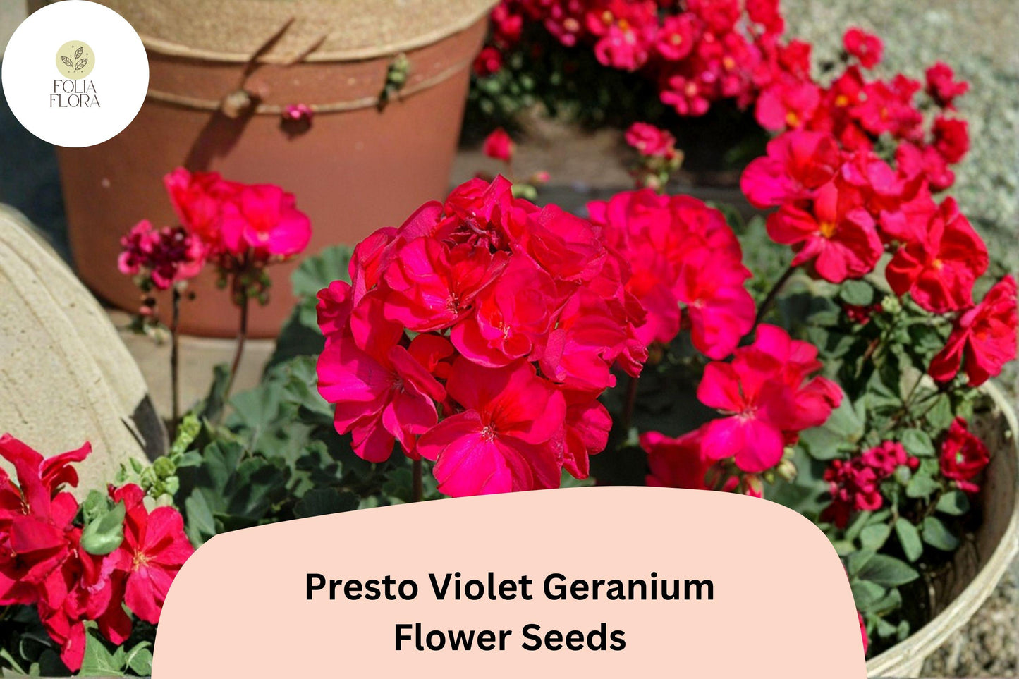 25+ Presto Violet Geranium Seeds | Compact Zonal Geranium | Violet Blooms for Pots, Borders & Garden Beds