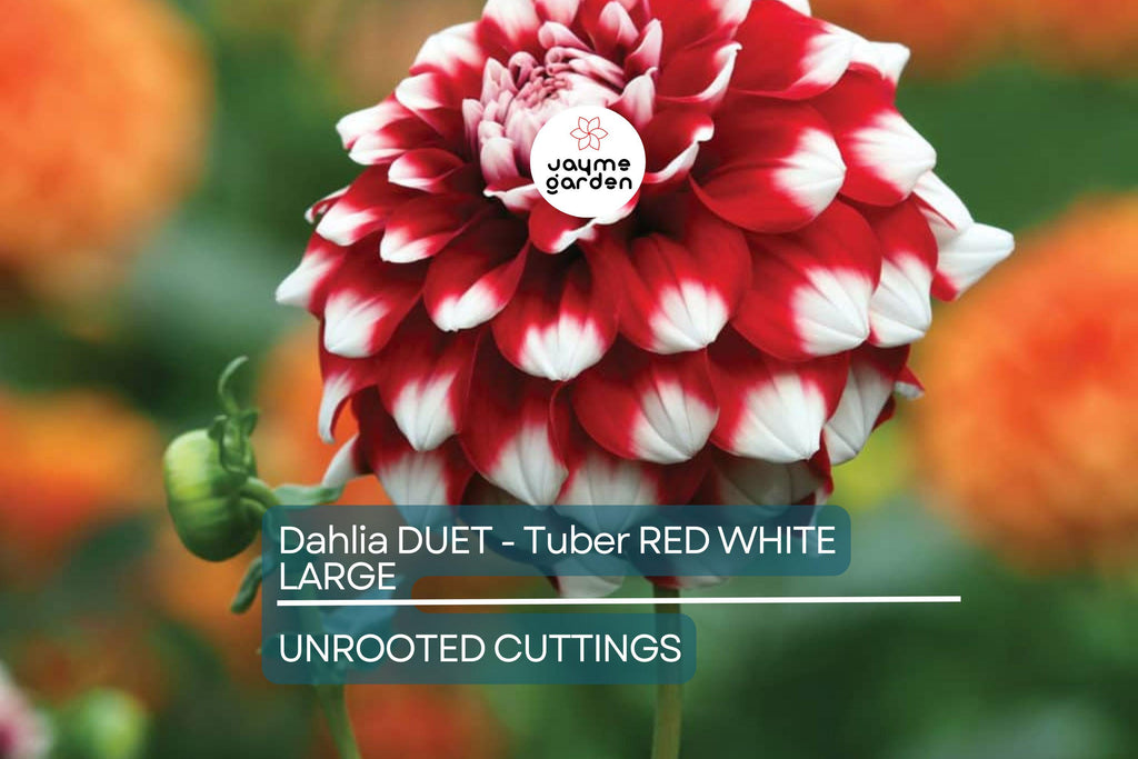 Dahlia Duet Tuber - Red & White Large Blooms, Perfect for Borders and Bouquets, USDA Zones 3-10