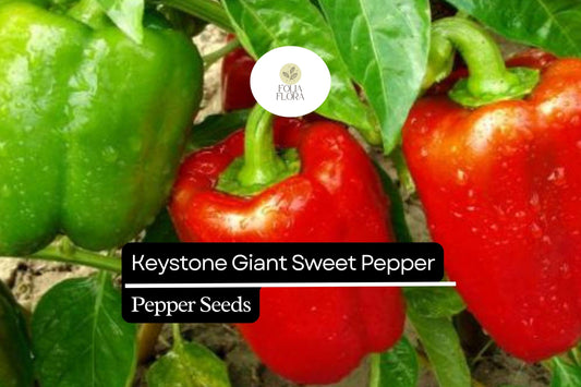 25 Keystone Giant Sweet Pepper Seeds – Capsicum annuum – Large, Thick-Walled, High-Yielding, Perfect for Stuffing & Fresh Eating, Non-GMO