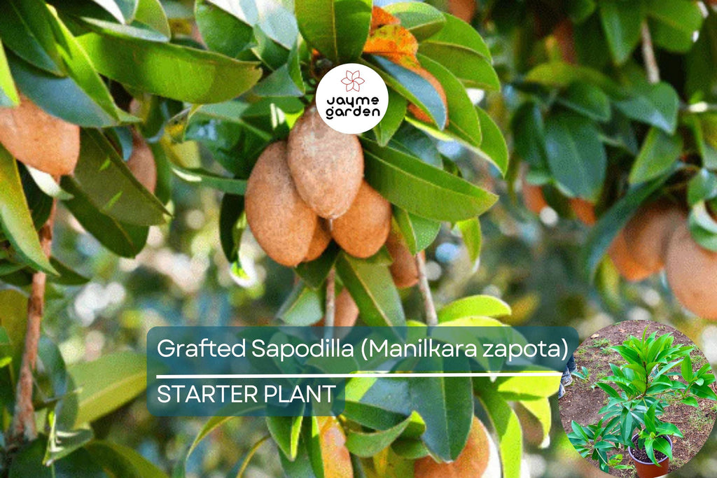 Grafted Sapodilla Tree (Manilkara zapota) – Live Tropical Fruit Tree, 24”-36”, Fast Fruiting, Sweet Caramel-Like Flavor
