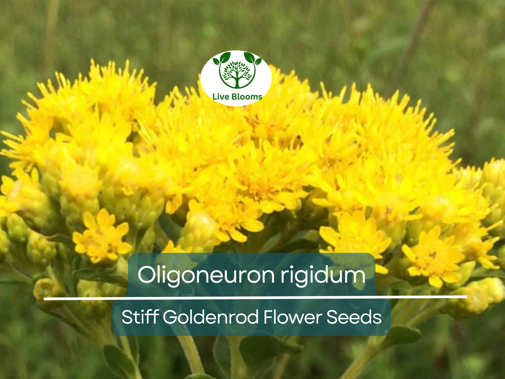 700 Oligoneuron Rigidum Stiff Goldenrod Seeds, Perennial Wildflower, Native, Yellow Blooms, Pollinator-Friendly, Garden, Landscape Plant