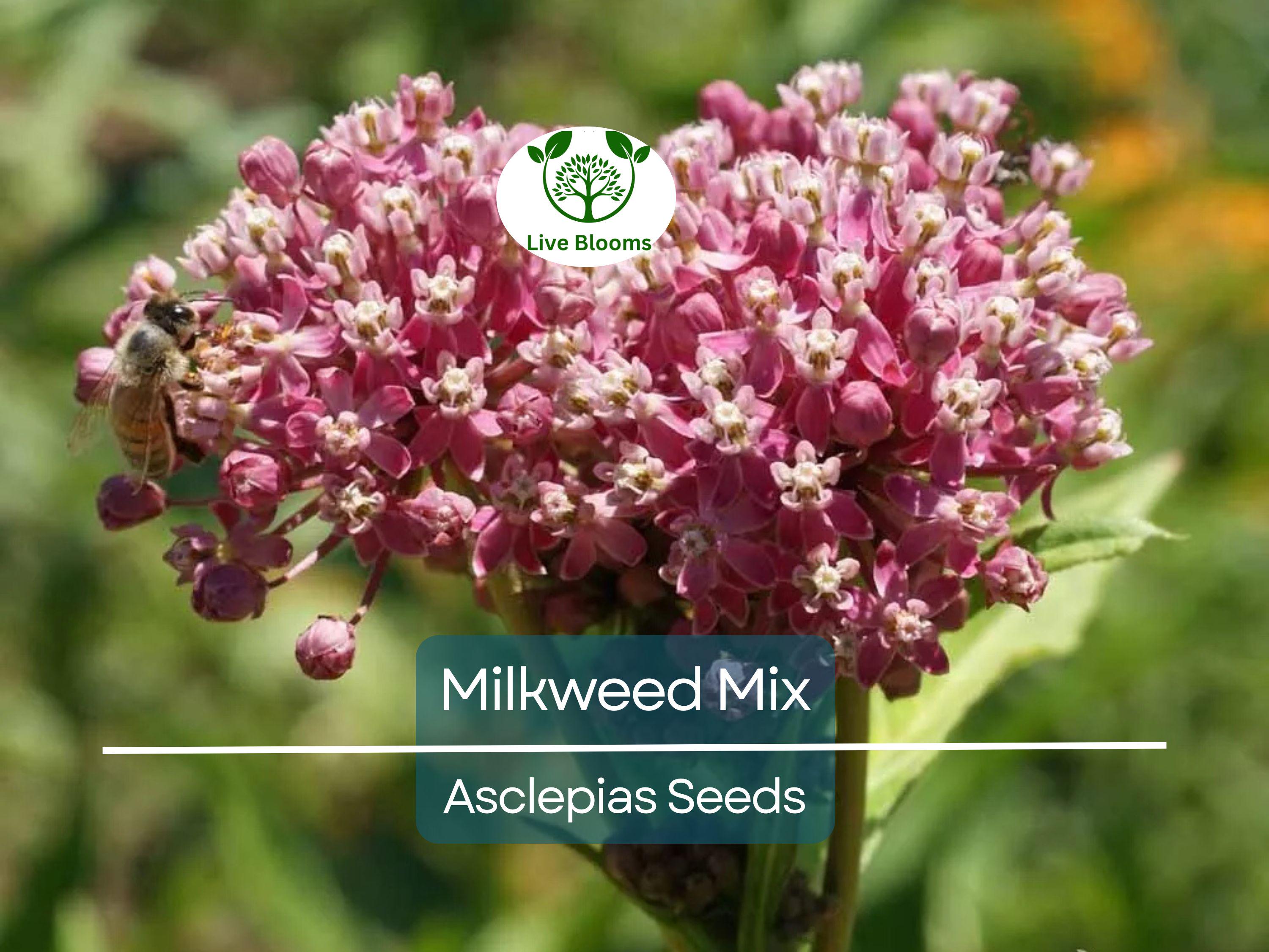 100 Seeds Milkweed Mix Deluxe, Perennials, Monarch Butterfly Host Plant, Non-GMO, Attracts Pollinators, Hardy Flowers for Gardens & Wildlife