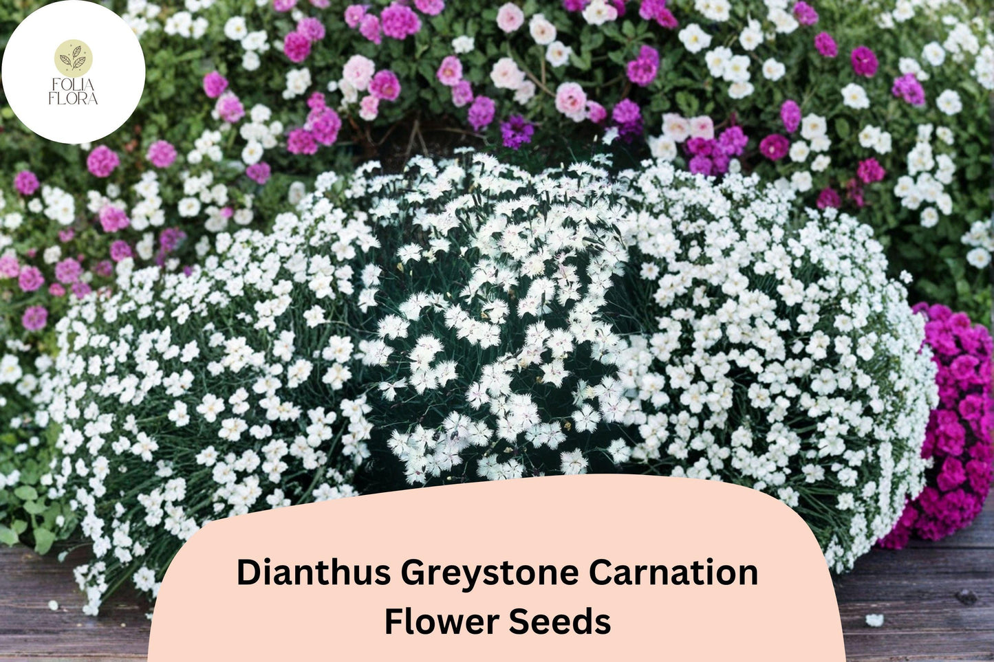 200+ Dianthus Greystone Carnation Seeds: Hardy Perennial Garden Flowers, White Blooms, Easy to Grow, Great for Borders & Pots