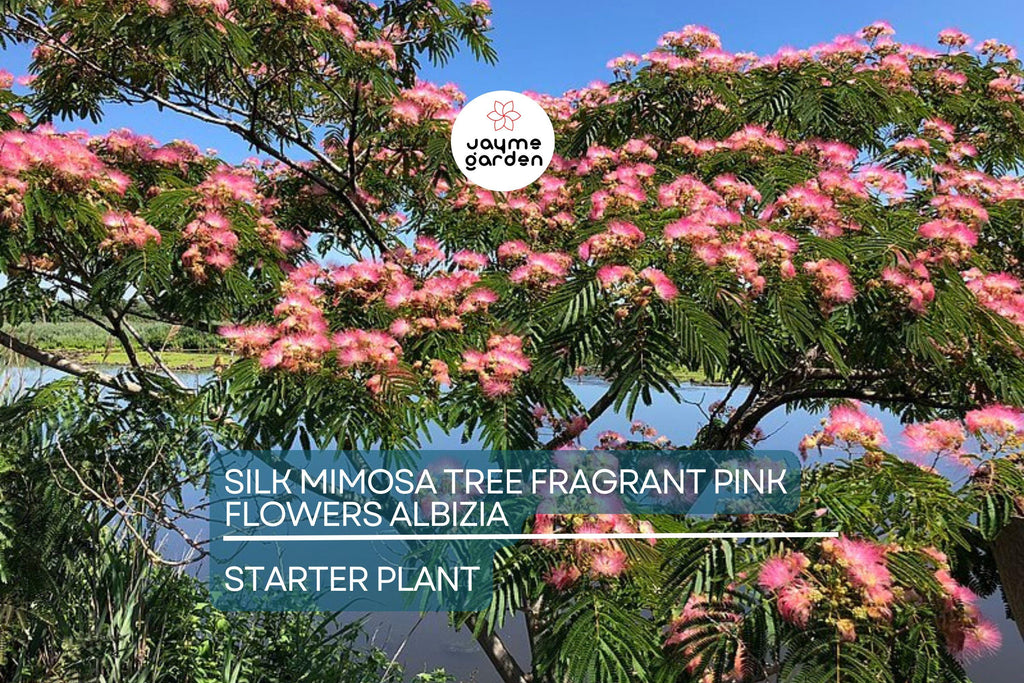 2 Pink Silk Mimosa Trees Fragrant Powder Puff Flowers | 6" Seedlings | Attracts Butterflies & Hummingbirds | Dormant Winter Shipping