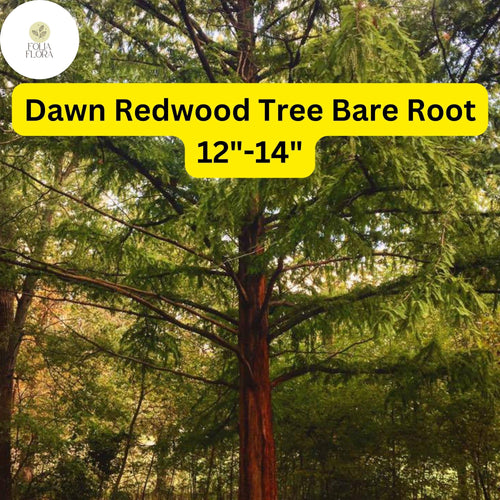 1 Dawn Redwood Tree Metasequoia glyptostroboides - Live Bare Root Plant 12"-14" for Zones 4-8