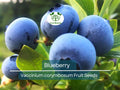 100 Blueberry Seeds - Dwarf Top Hat (Vaccinium corymbosum), Low Bush Variety, Sweet Edible Fruits, Compact, Garden Starter, Easy to Grow