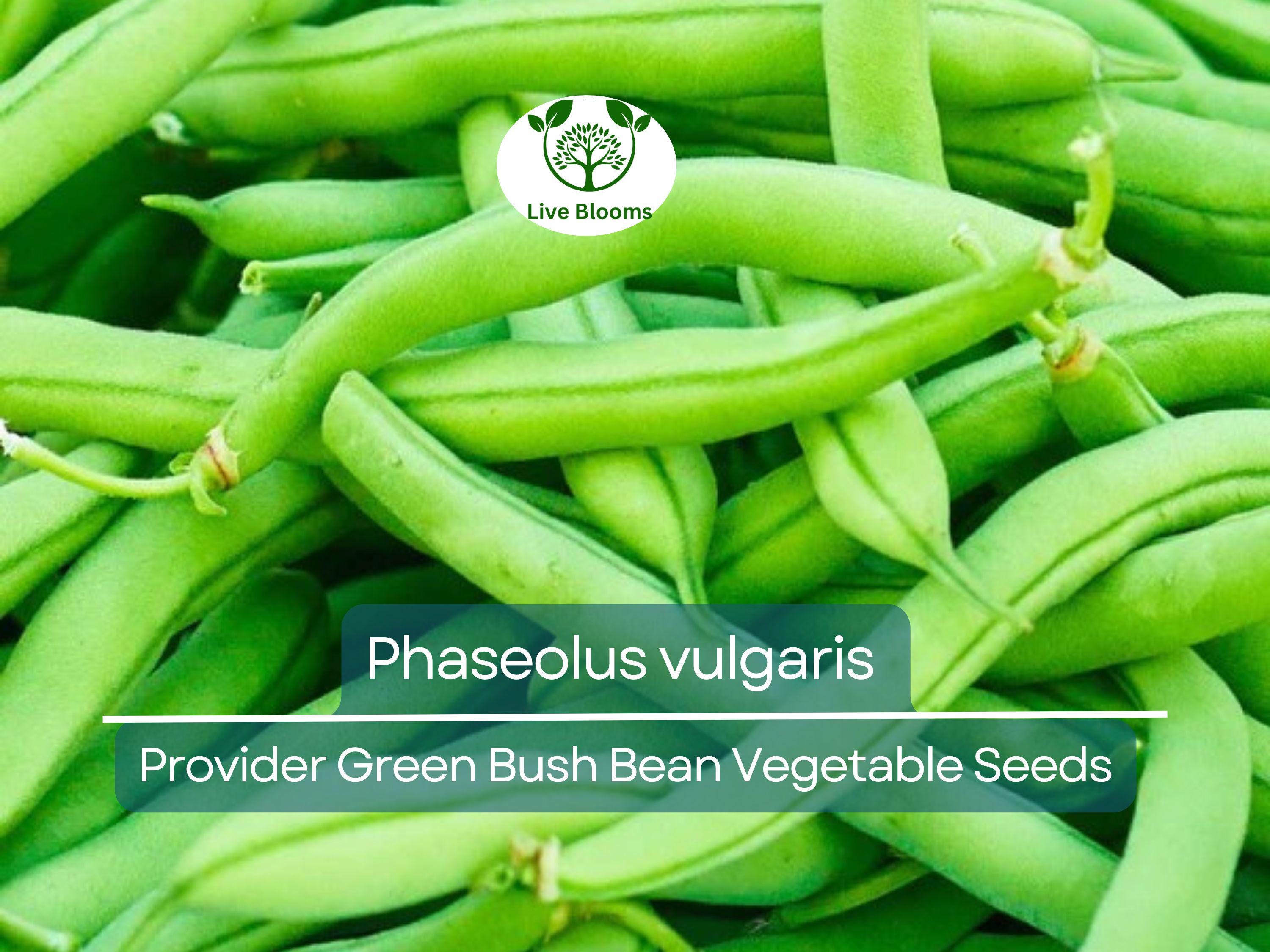 20 Seeds Provider Green Bush Bean - Phaseolus vulgaris | Heirloom Bean for Planting, Home Gardening & Fresh Vegetable Harvest