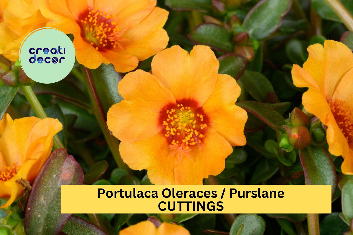 5 Mango Twist Purslane Cuttings | Portulaca Oleracea Succulent Ground Cover | Fast-Growing Decorative Plant | US Seller