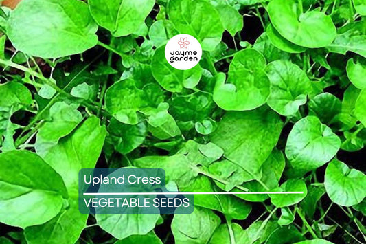 4000 Upland Cress Seeds – Early Cress, Creasy Greens, Heirloom, Non-GMO | USA Seller, Fast-Growing Leafy Green