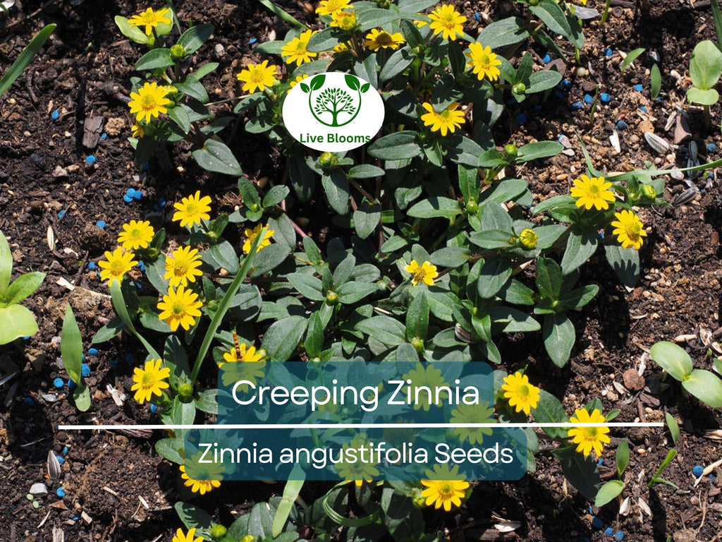 500 Creeping Zinnia Seeds - Ground Cover, Rock Garden, Low Maintenance, Vibrant Blooms, Zinnia angustifolia, Ideal for Landscaping