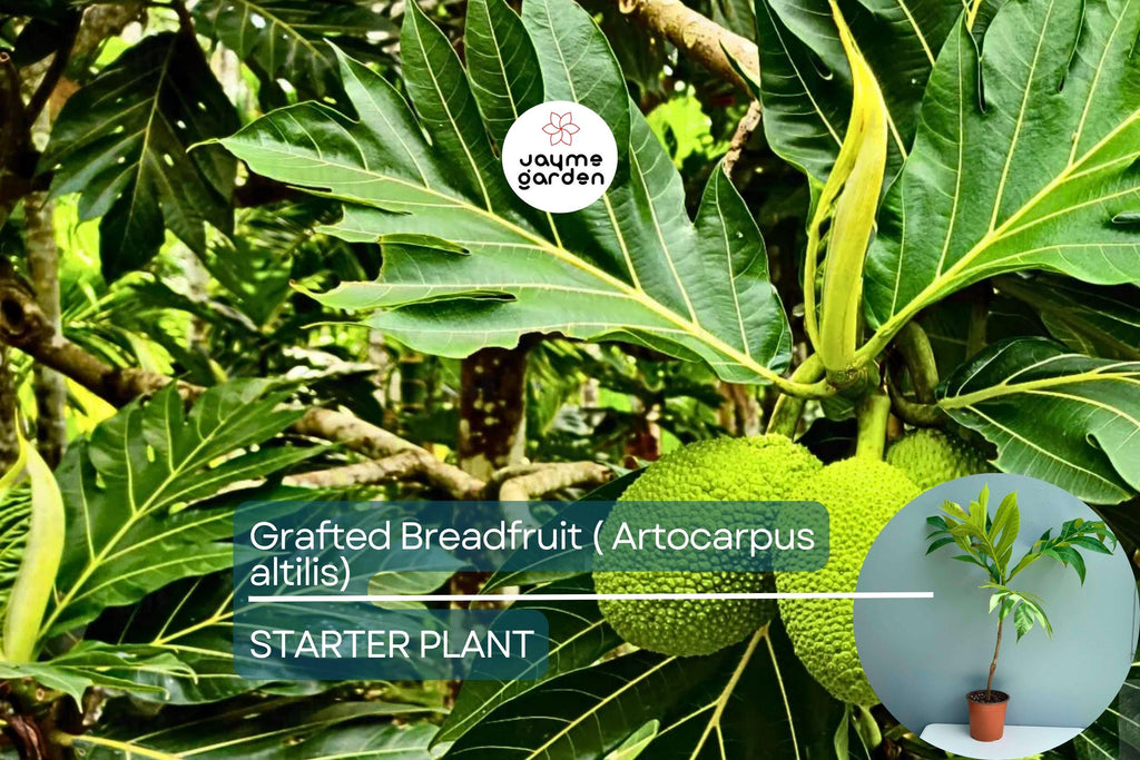 Grafted Breadfruit Tree (Artocarpus altilis) – Tropical Live Fruit Tree, 3′-4′ Tall, Fast Yield & High-Quality Fruit