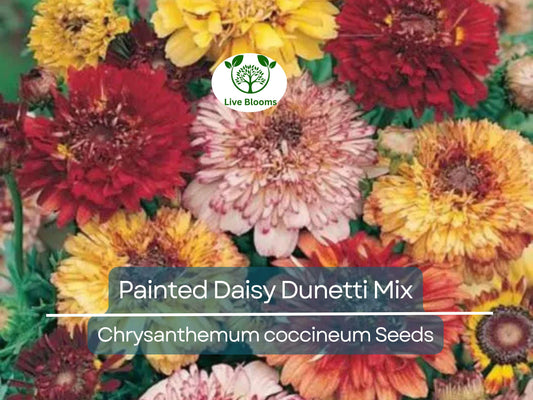 100 Painted Daisy Dunetti Mix Seeds - Chrysanthemum coccineum, Heirloom Perennial, Colorful Blooms, Non-GMO, Pollinator-Friendly