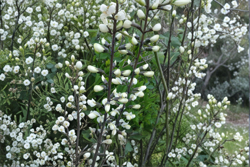 White Wild Indigo – Baptisia alba Seeds | 15 Seeds | Native Perennial Wildflower | Flowering Plant