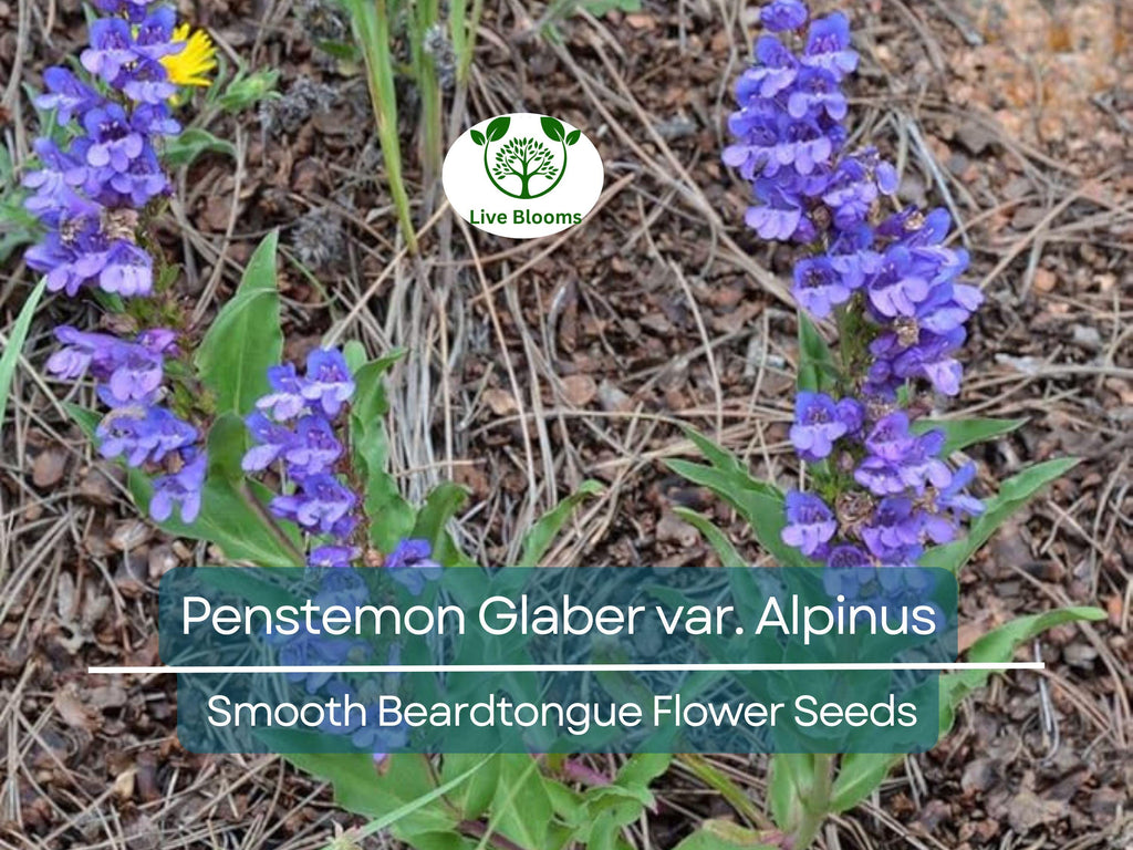 100 mg Seeds Penstemon Glaber var. Alpinus (Smooth Beardtongue) for Planting | Hardy Alpine Perennial Wildflower for Gardens