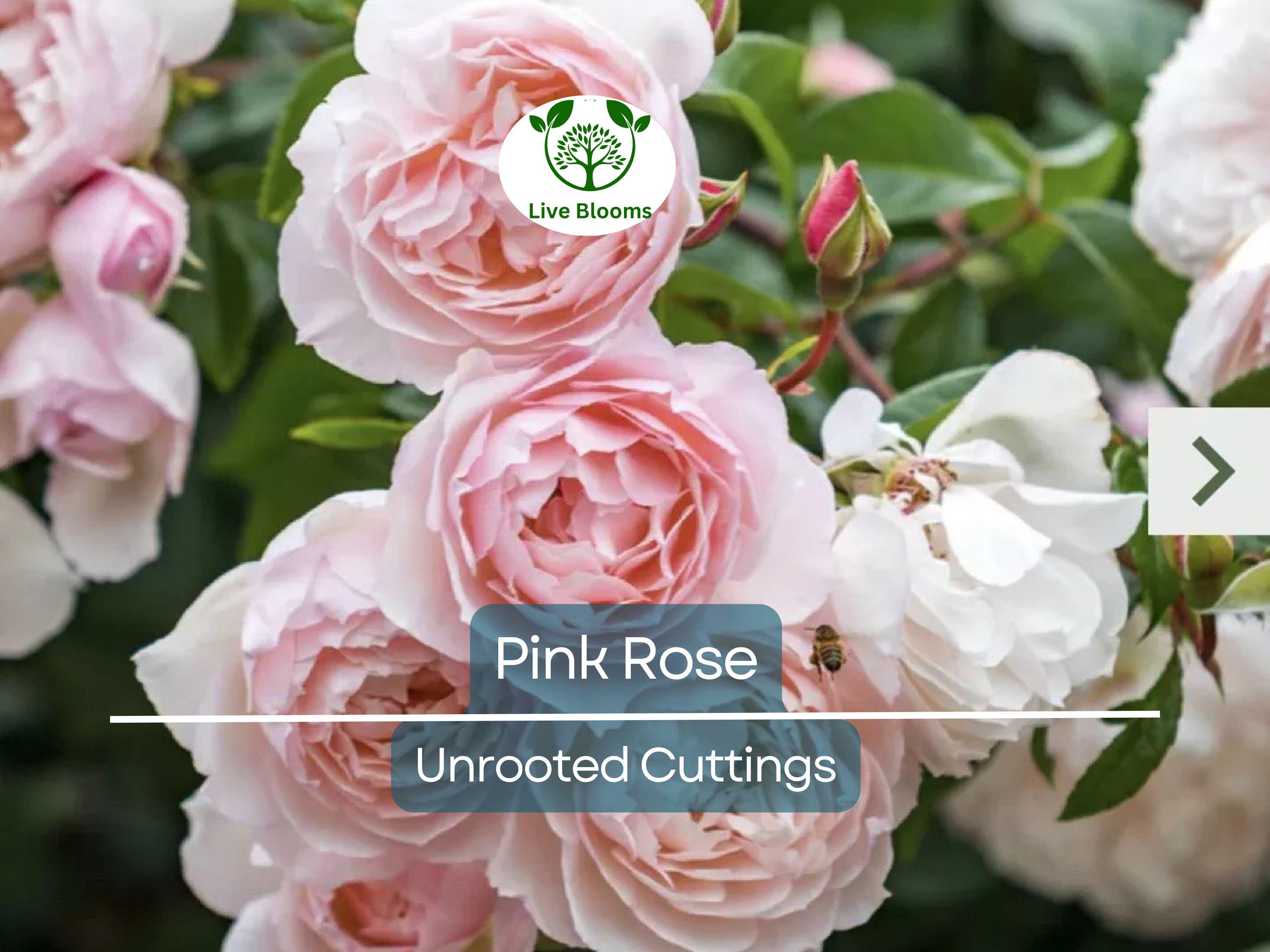 1 Pink Garden Rose Unrooted Cutting | Climbing Rose (Rosa spp.) | 5-8 Inches Long | Perfect for Propagation & Garden Planting