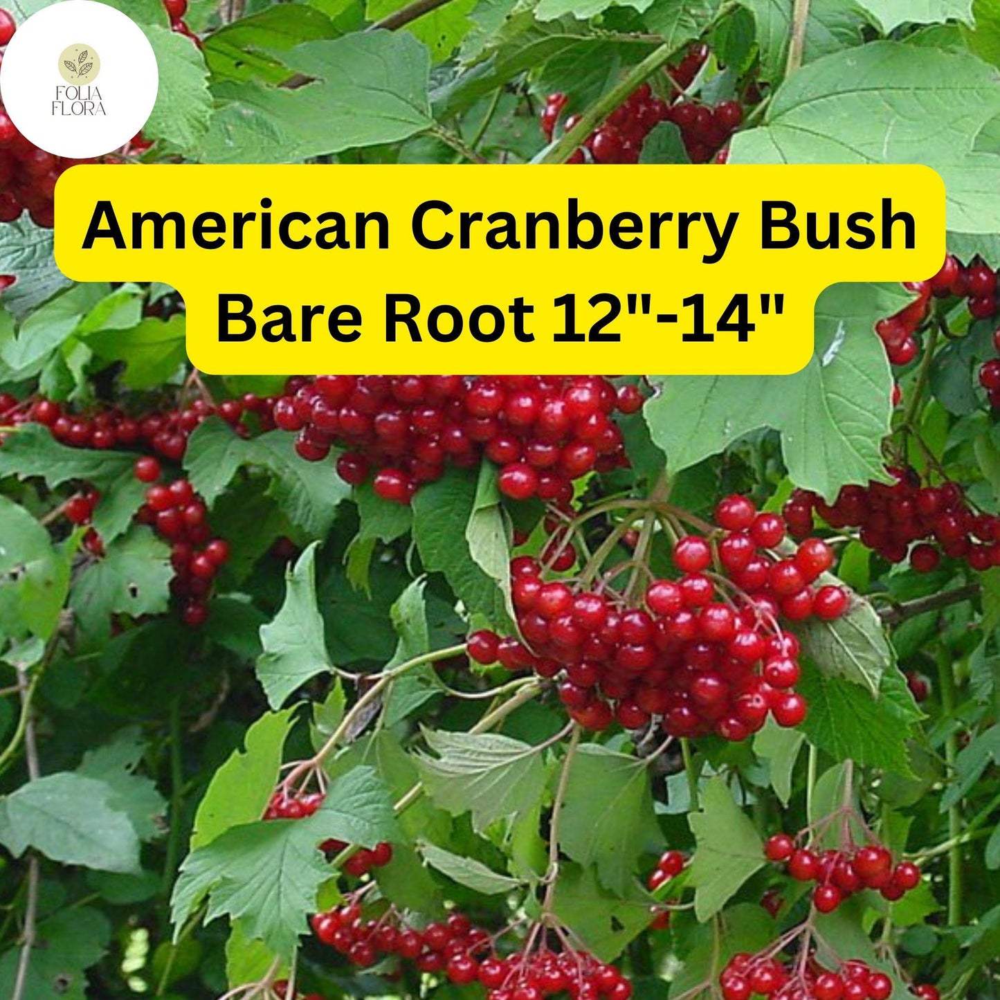1 Live Bare Root Plant American Cranberry Bush 12"-14", Viburnum trilobum, Hardy Shrub with Edible Berries