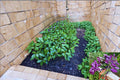 Okinawa Spinach 8 Cuttings 5–6 Inch (Gynura bicolor) Unrooted Leafy Plant