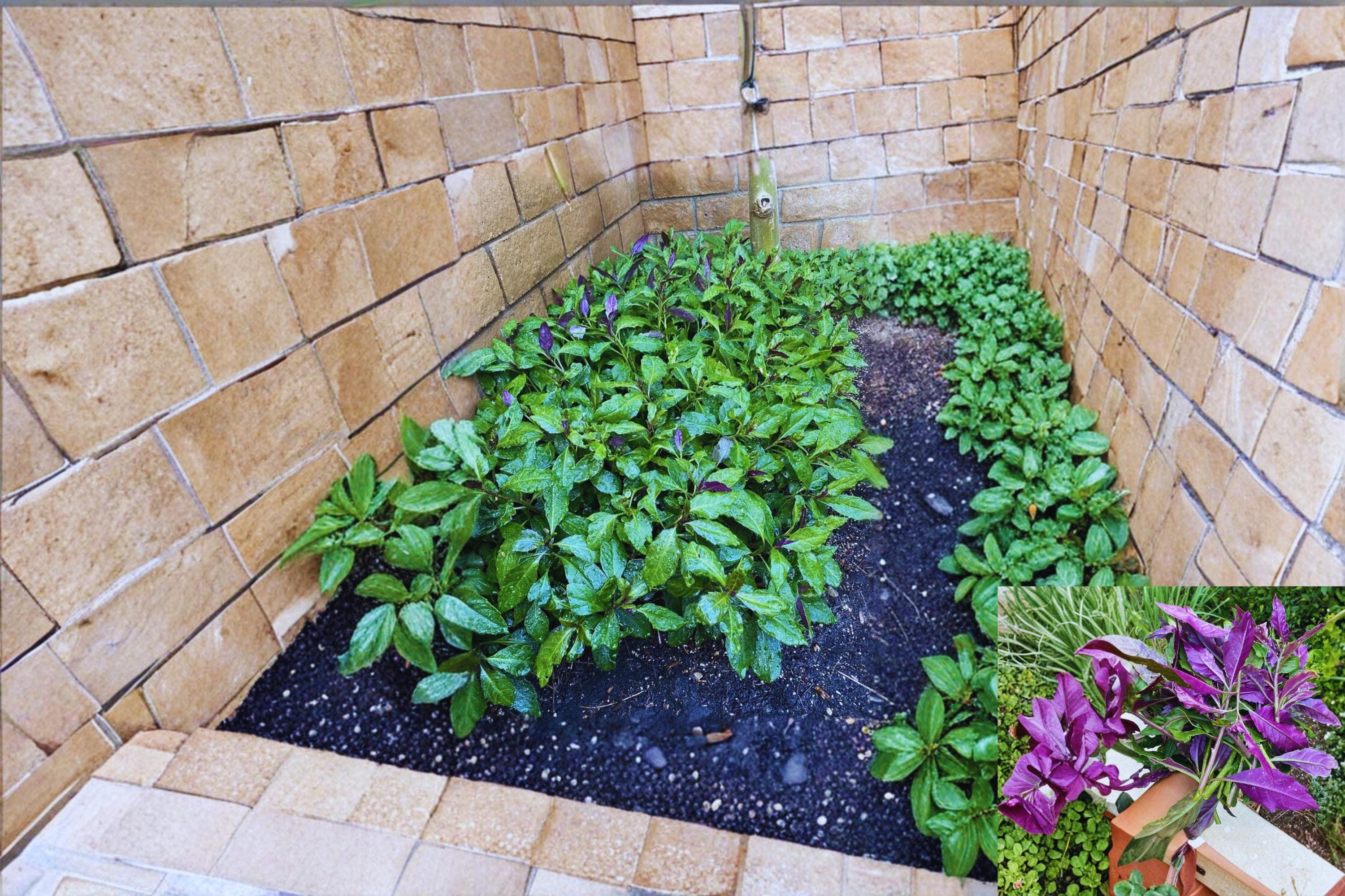 Okinawa Spinach 8 Cuttings 5–6 Inch (Gynura bicolor) Unrooted Leafy Plant