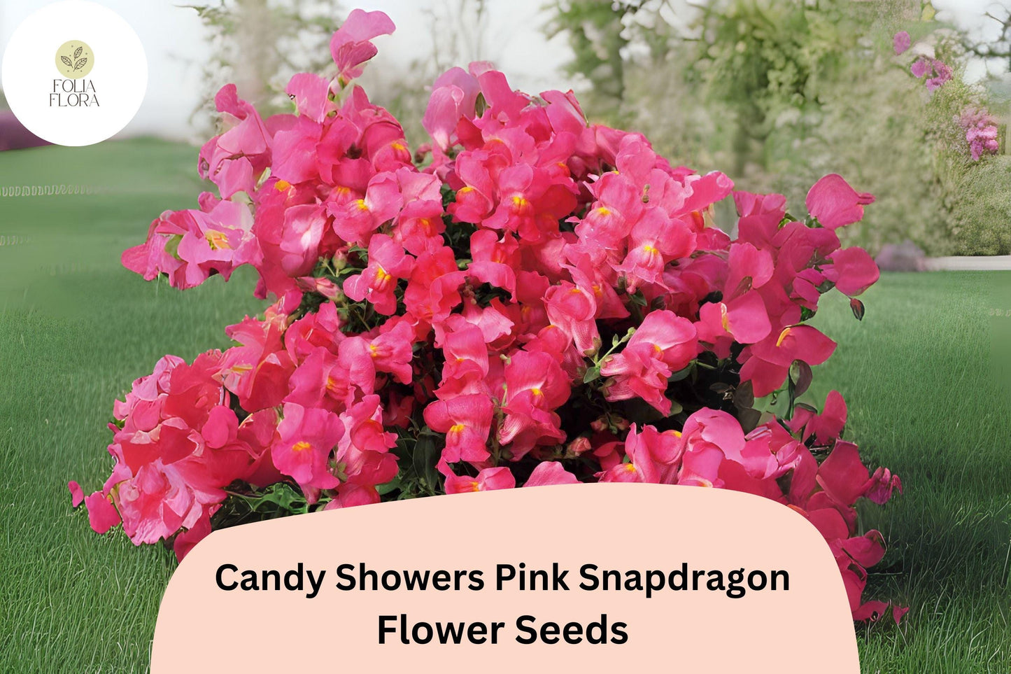 Candy Showers Pink Snapdragon Seeds (Antirrhinum majus) | 1000+ Seeds | Cascading Pink Blooms for Gardens & Hanging Baskets