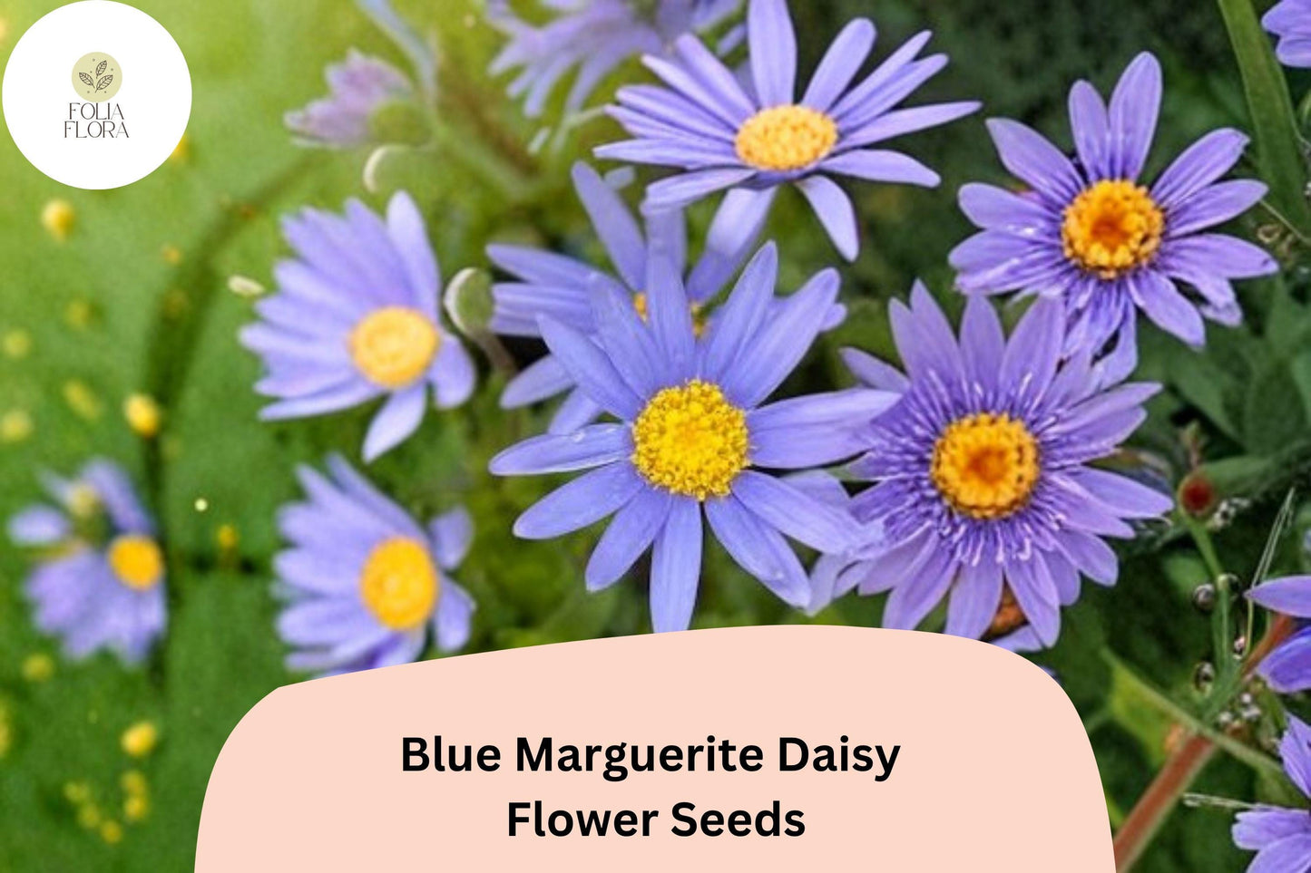 200+ Blue Marguerite Daisy Seeds | Felicia amelloides Sky Blue Blooms | Easy Annual Flower for Borders & Pots