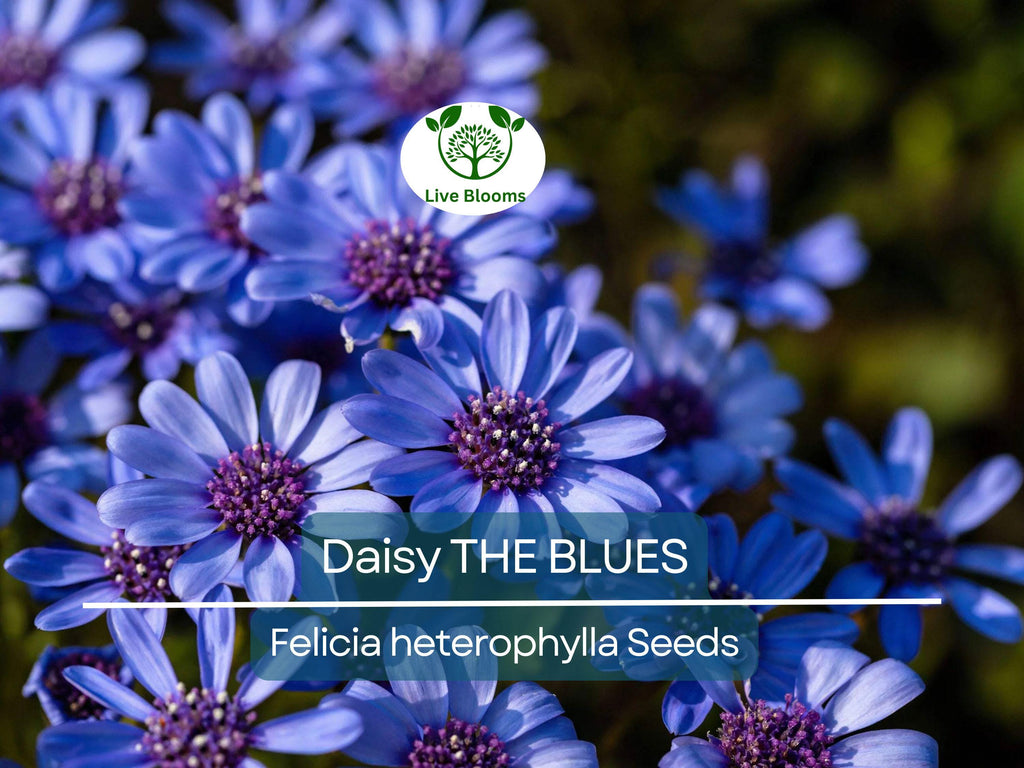 50 Seeds Daisy The Blues Felicia Heterophylla, Blue Flowers, Heirloom, Non-GMO, Pollinators, Perennial, Garden, Wildflower, Easy to Grow