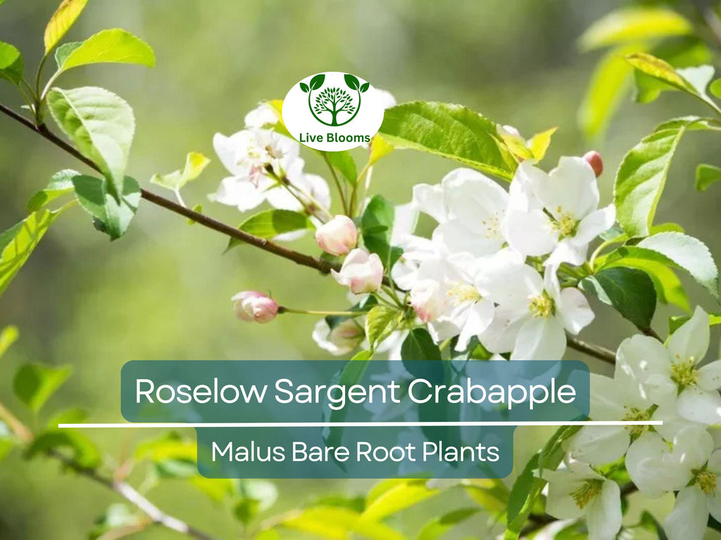 1 Roselow Sargent Crabapple Tree – 8–10" Live Bare Root Plant – Spring Blooms, Compact Ornamental, Wildlife-Friendly