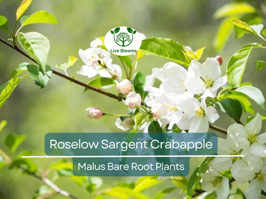 1 Roselow Sargent Crabapple Tree – 8–10" Live Bare Root Plant – Spring Blooms, Compact Ornamental, Wildlife-Friendly