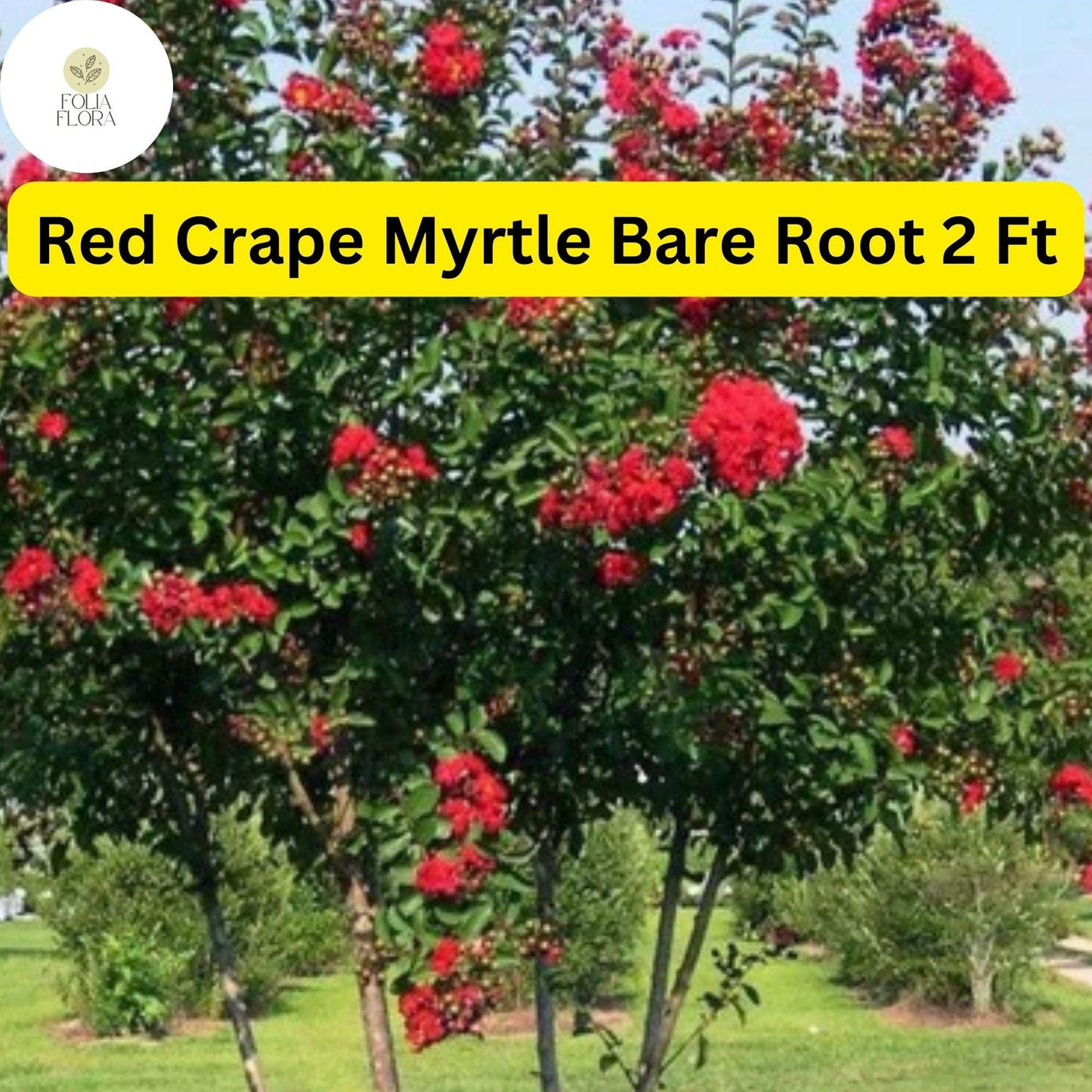 2 Live Bare Root Plants Red Crape Myrtle Trees (Lagerstroemia indica) 2ft Tall