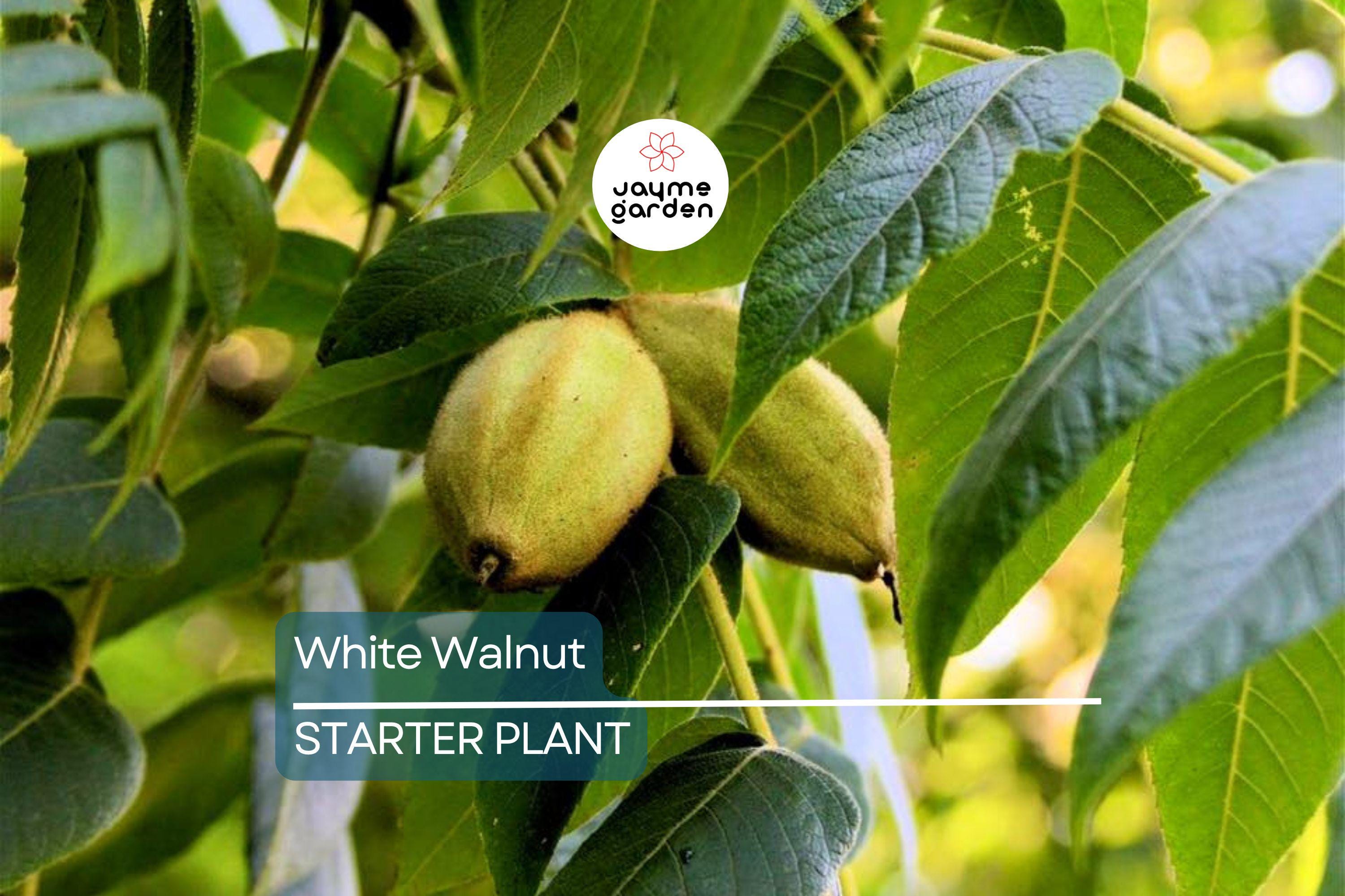 Butternut White Walnut Tree Seedlings - 2 Live Plants, Juglans cinerea, Fast-Growing Shade Tree, Hardy in USDA Zones 3-7