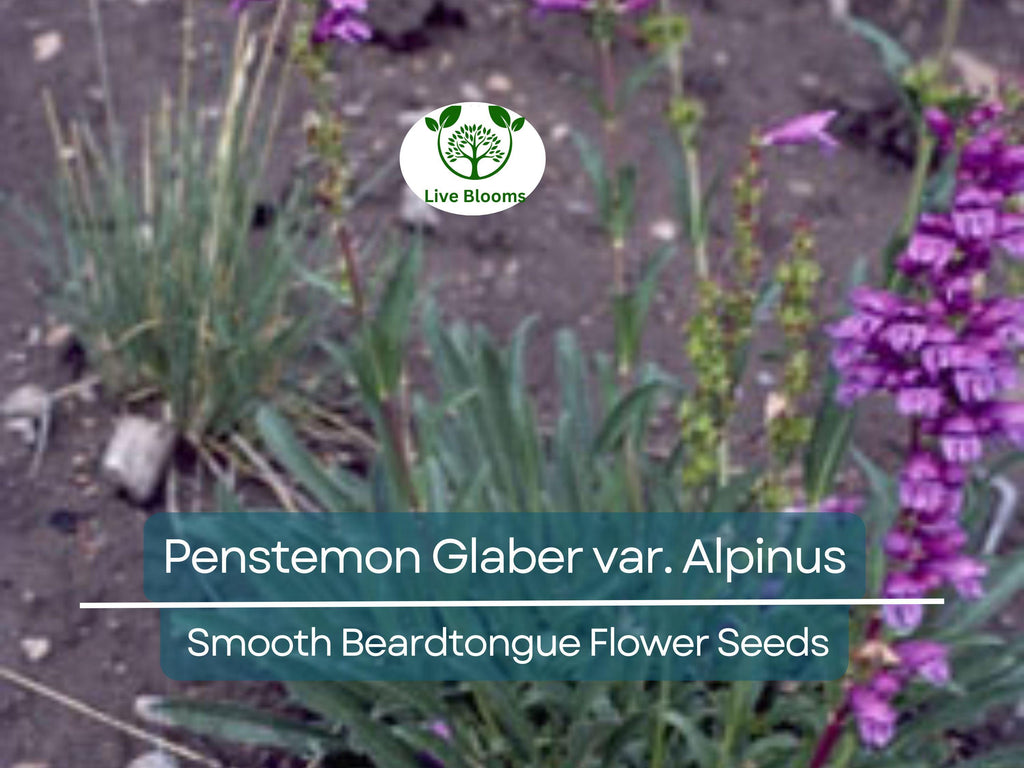 100 mg Seeds Penstemon Glaber var. Alpinus (Smooth Beardtongue) for Planting | Hardy Alpine Perennial Wildflower for Gardens