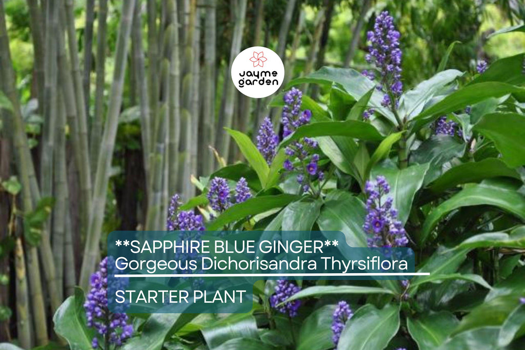 Sapphire Blue Ginger (Dichorisandra Thyrsiflora) | Live Starter Plant | Gorgeous Blue Flowers | Indoor & Outdoor Shade-Loving