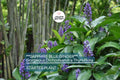 Sapphire Blue Ginger (Dichorisandra Thyrsiflora) | Live Starter Plant | Gorgeous Blue Flowers | Indoor & Outdoor Shade-Loving