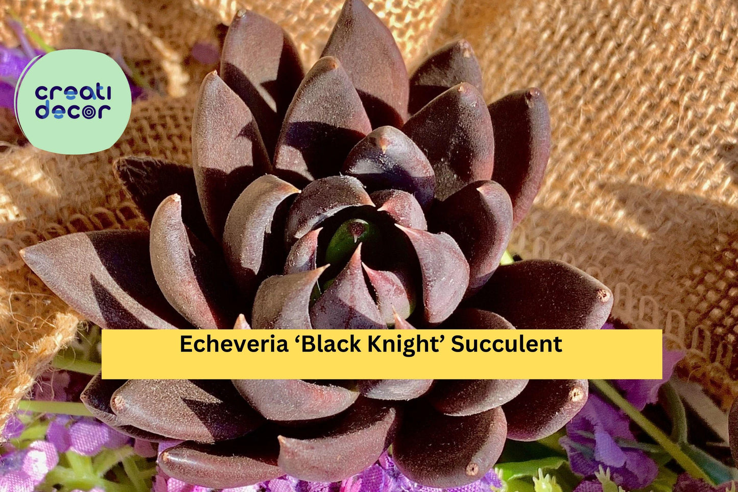 Echeveria ‘Black Knight’ Succulent – Bare Root Rare Variety – Dark Rosette Plant for Indoor Pots, Terrariums, or Home Decor